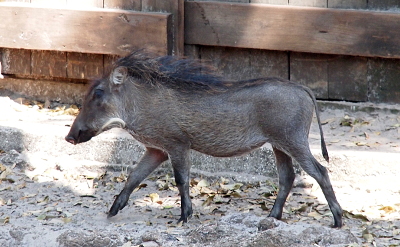 [The young warthog is walking from right to left. It has a long mane which extends from the top of its head to the middle (half the length) of its body. The mane is a darker brown than its fur. It has a long skinny tail.]
